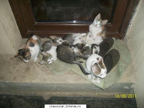 triciclu pegas vand 500 lei bucata pui pisica din imagine. daca vreti adoptati pisic, negociem pana