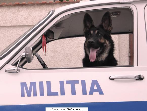 dacia 1300 militia cainele costel