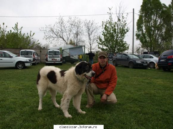 poze forumistii classiccar eu... cel   animalu' este crb acte regula.