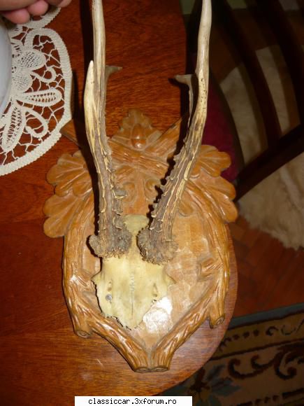 trofeee cerb doileapret 150 lei