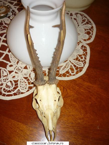 trofeee cerb 200 leiare craniul interg