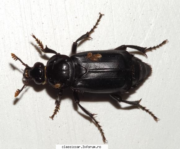 piese pegas esti goanga !         