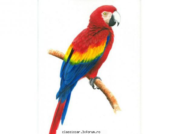 papagali alte pasari exotice szasz facem? Admin