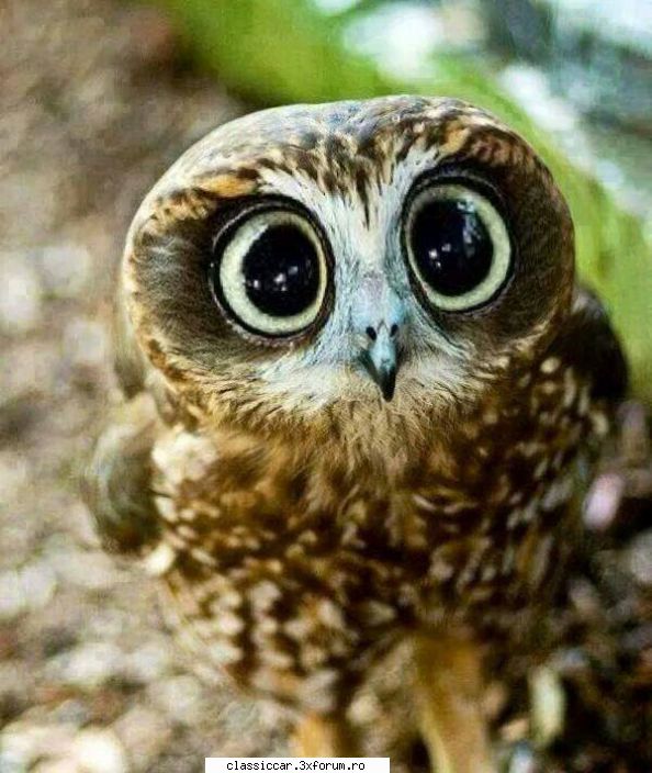 eu cred ca pana e bagat in seama va proceda asa. va bazai pe cine poate. hai sa incercam ca, atunci