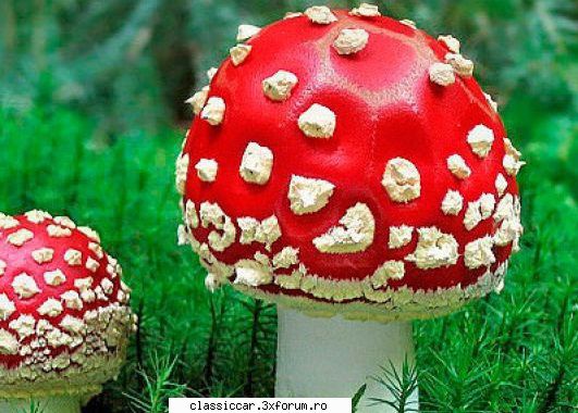 papagali alte pasari exotice stiu intampla, dar ultima vreme este tot timpul vreun prost care face Admin