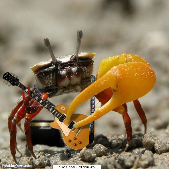 papagali alte pasari exotice cv2adi penetrat manusa cand sters decapantul aplicat. daca vrea vreo