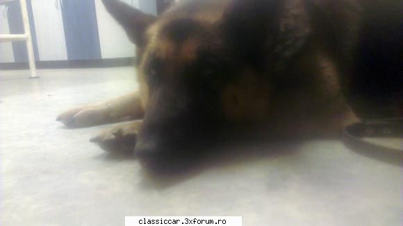 pentru adi pintea! salve, adi! imensa problema tasha, meu german. fost ditamai tumora nivelul