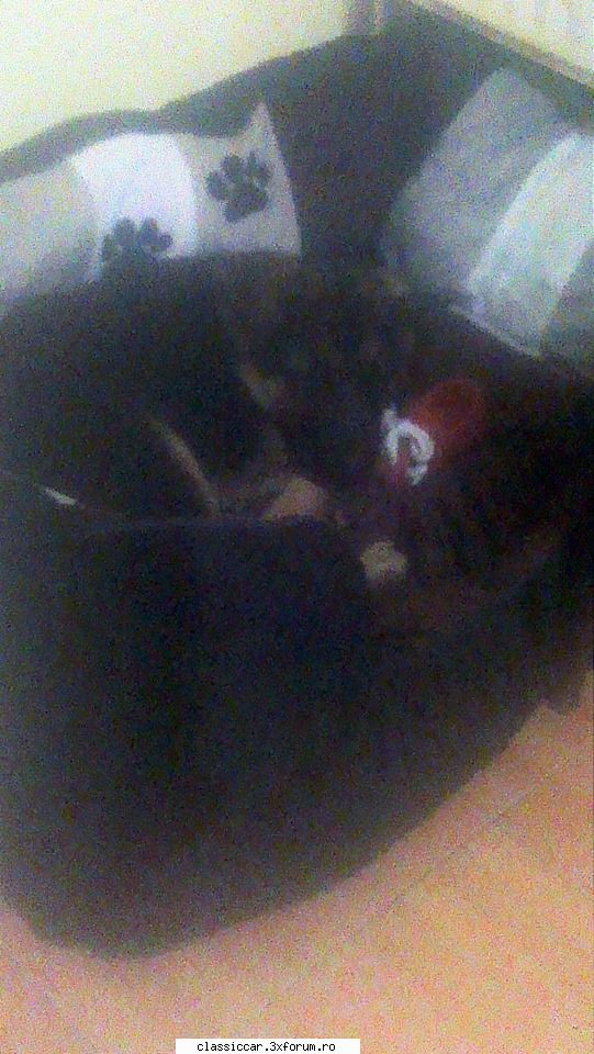 pentru adi pintea! cuminte...