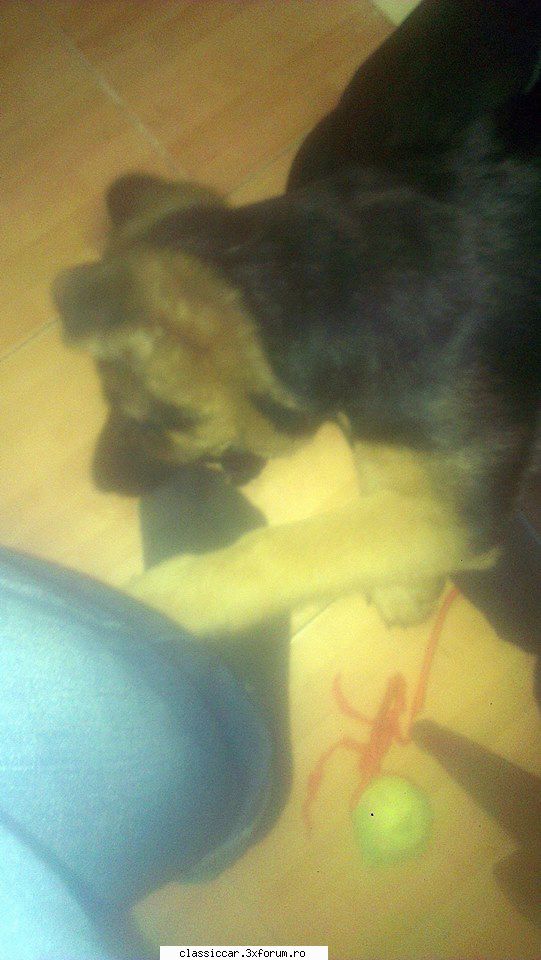 pentru adi pintea! ideii     data 20.12 avea 8kg. azi 11.01 are 11,5 şi !!!