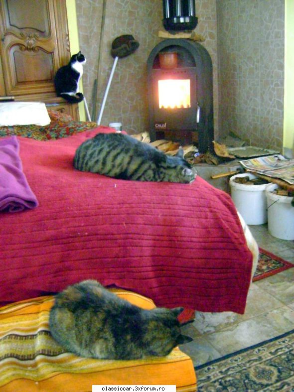 pentru adi pintea! este pui cand sunteti voi plecati are cine juca. isi cauta caini, dar mei sunt Admin