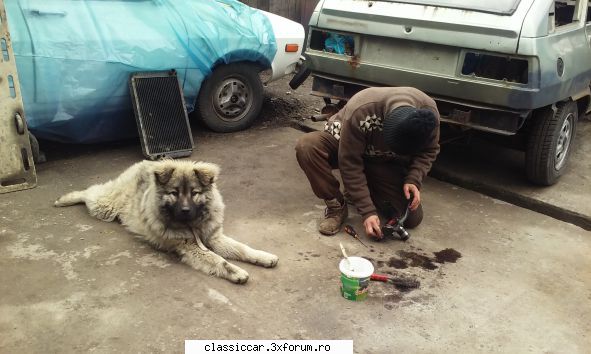 pentru adi pintea! nostru iubeste fiarele, cind lucram