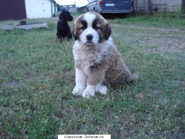 al nostru iubeste fiarele, cind lucram , ne 
pi e cam la fel si la noi, controlul ctc se face la