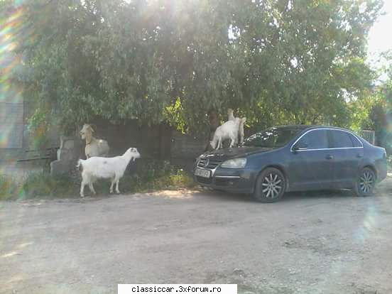 parcarea fata portii casei. caprele