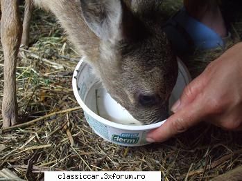 salvati animalele daca apuc maine pun ceva poze cresc ograda pui caprioara salbatica care 