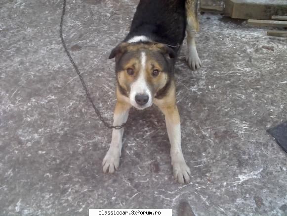 salvati animalele pisici schimb roli, paznicul nostru, luat tot asa strada mic crescut noi. isi face