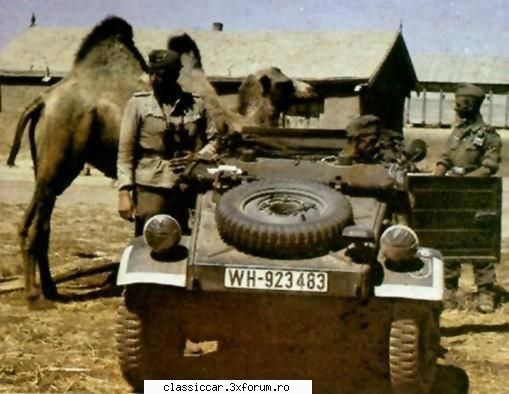 Adevarata Kubelwagen. - Ce cuplare in desert si animalul!Probabil se - Din lumea larga