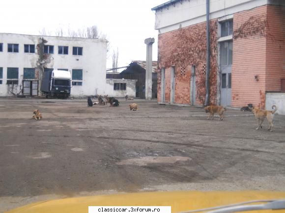 Am vazut prin Craiova - am vrut sa ma dau jos din masina sa-i fac mai - Am vazut prin Romania