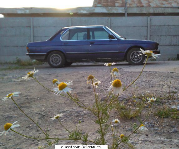 BMW e28 520i an 1983 - avea toate sansele sa ajunga la remat...vreau s-o - Prezentare masini