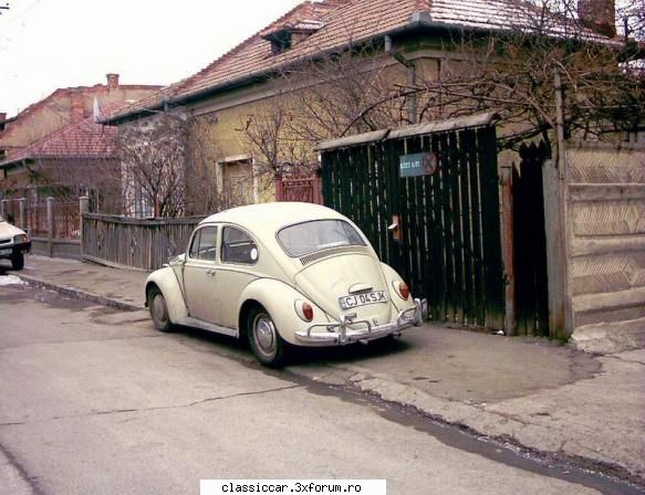 Broscuta gri - Misu de Cluj - Am vazut prin Cluj-Napoca