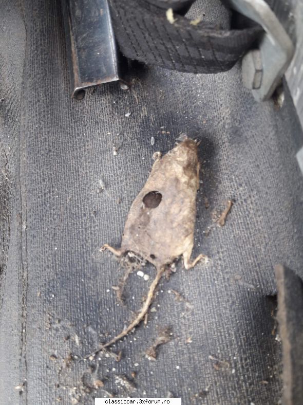 Dacia 1300 din 1972,noul "crocodil" intrat in familie! - Surprize surprize - Reconditionari si Restaurari