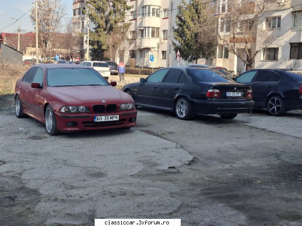 De prin Arges - Două exemplare de E39, �nghețate de frig - Am vazut prin Romania