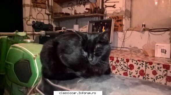 Despre semne rele - Cine naiba a inventat oare rahatul asta cu pisica - Discutii libere