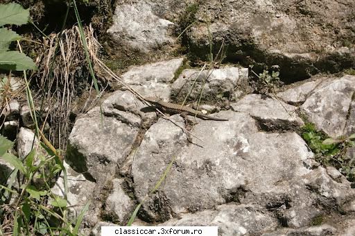 Excursie pe traseul Cheile Turzii - Rimetea - Aiud - o soparla traversa poteca in - Drumetii prin Mioritic
