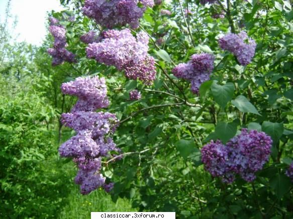 INFO DEJ - Na, atunci baga-ti trompeta! L-am pozat pentru - Arhiva evenimente 2010