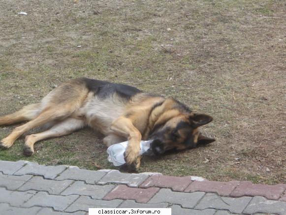 Lastunul din OLT episodul 2 - cateva poze cu max - Reconditionari si Restaurari