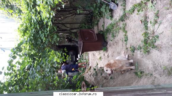 Mercedes W , BMW 525 E12 si altele - Jungla ce a crescut la garajul abandonat! - Prezentare masini