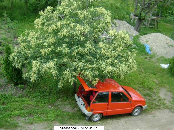 Operatiunea Portocala Mecanica - O portocala sub castanul ornamental - Reconditionari si Restaurari
