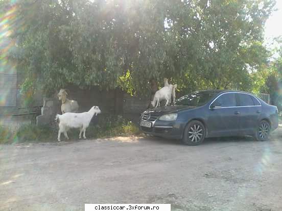 Parcarea in fata portii casei. - Caprele pe "vozvagan",hihihihi - Discutii libere