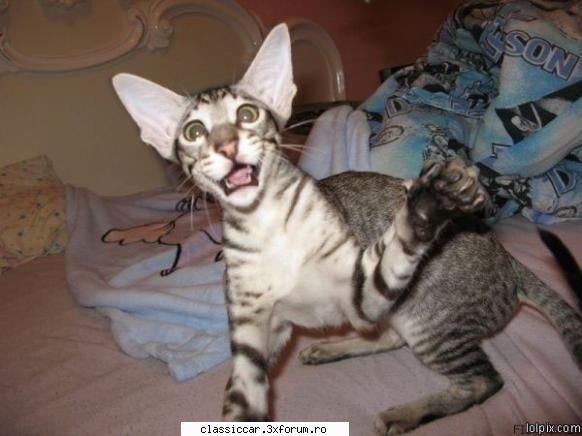 Poze... inedite! - fifi - Coltul vesel