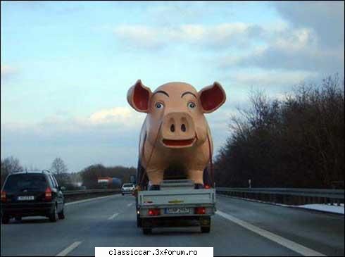 Poze... inedite! - Asa porc sa tai de craciun - Coltul vesel