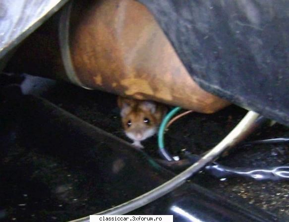 Probleme cu Mouseul! - Vroiam sa-l prind sa-l duc acasa, dar a fugit - Discutii libere