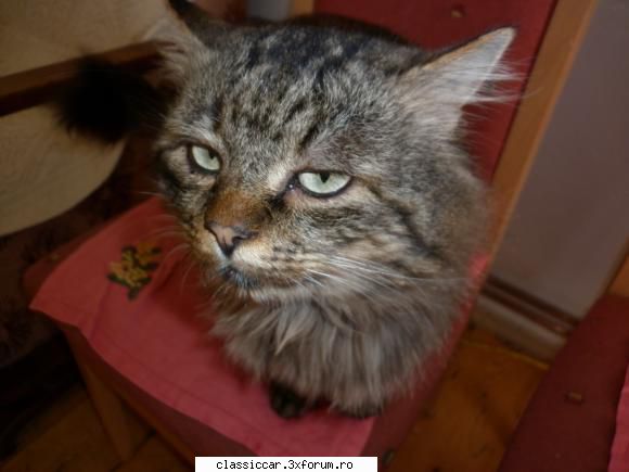 Salvati animalele - Si motanul bunicului meu Tiger - Discutii libere