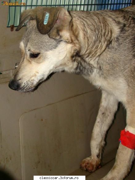 Salvati animalele - Am gasit acest anunt pe un site de licitatii - Discutii libere