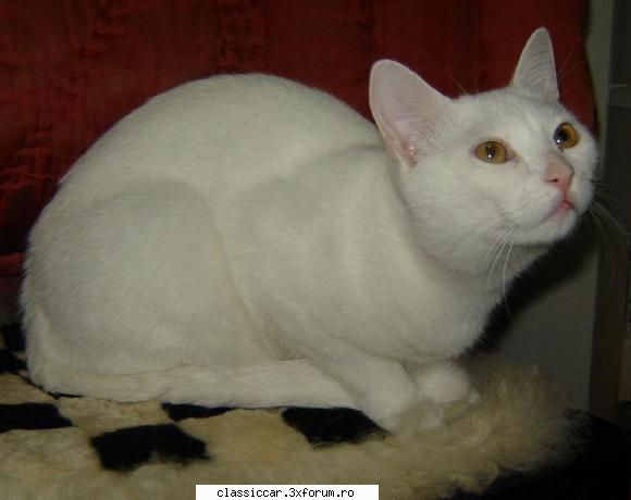 Salvati animalele - Poze noi cu 2 dintre motanii pentru adoptie - Discutii libere