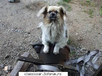Salvati animalele - cutia de viteze este ;;verificata ''si ea - Discutii libere