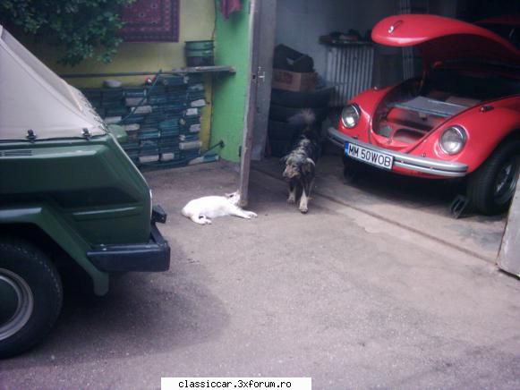 Salvati animalele - Sunt prieteni si cu pisiciile - Discutii libere