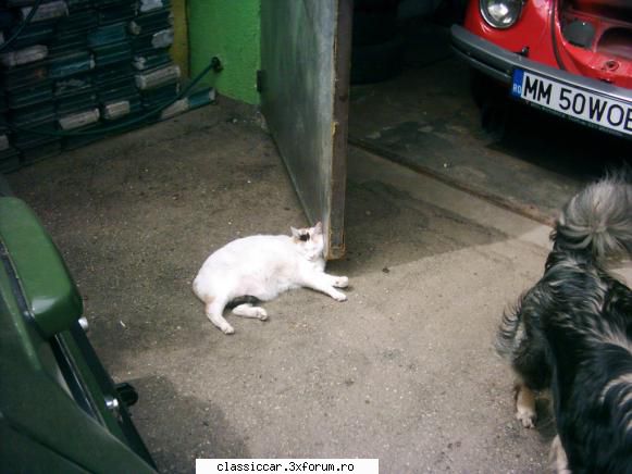 Salvati animalele - Care este pe post de: opritor usa garaj, sa nu - Discutii libere