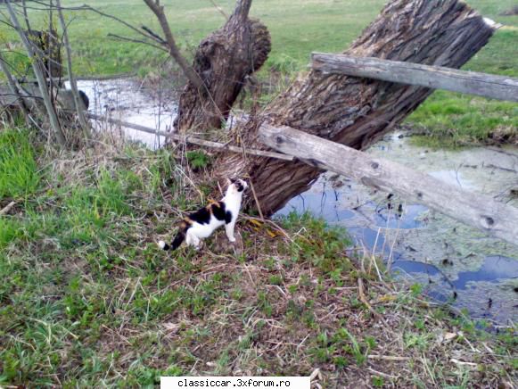 Salvati animalele - Pe asta n-am curaj sa o mai las de capul ei pe - Discutii libere