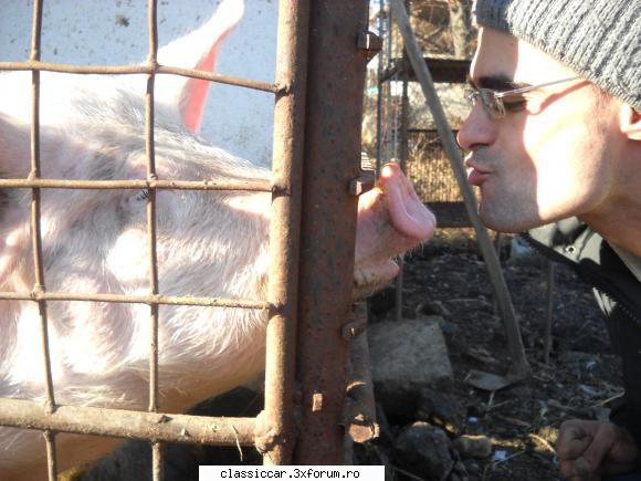 Salvati animalele - io unu nu mananc carne de porc.o data,candva,acum - Discutii libere