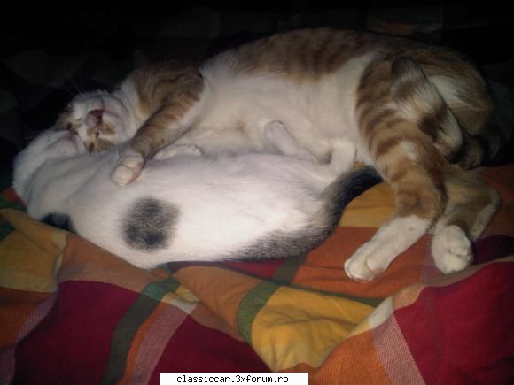 Salvati animalele - si eu m-am procopsit cu a2a pisica in casa ca se - Discutii libere