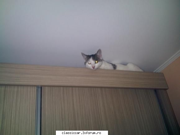Salvati animalele - in poza 2 se vede cum s-a suit pe sifonier iar - Discutii libere