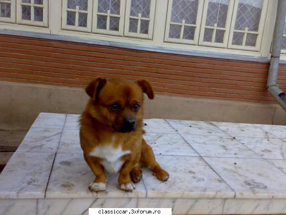 Salvati animalele - Si acum poza cu Miki. Nu am stiut cum sa atasez - Discutii libere