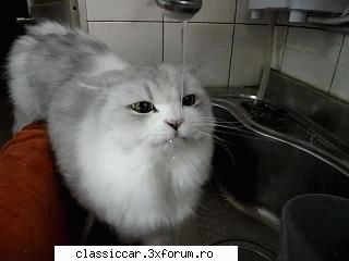 Salvati animalele - pisica Asta era in format gif dar vad ca nu - Discutii libere