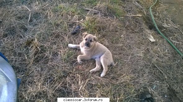 Salvati animalele - acum am gasit o potaita fetita mica fara coada - Discutii libere