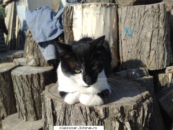 Salvati animalele - asta-i frate cu jimmy al meu sa nu se confunde cu - Discutii libere