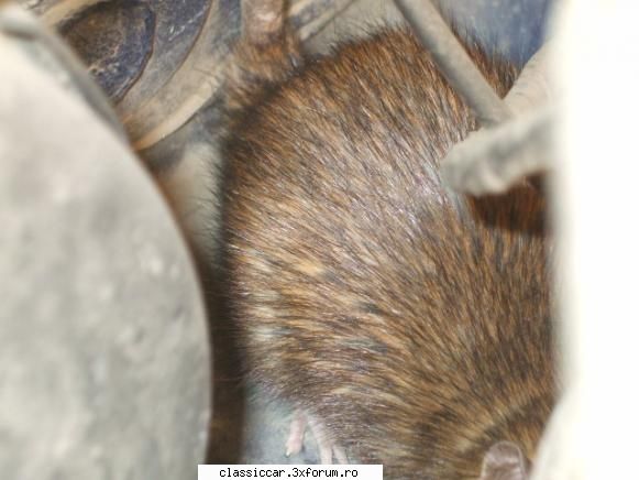 Salvati animalele - nicu rares - Discutii libere